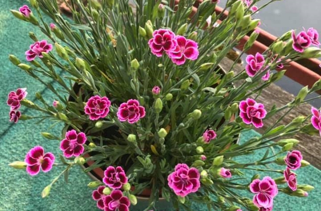 Container Flowers