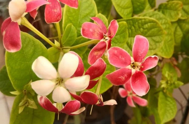 Container Gardening