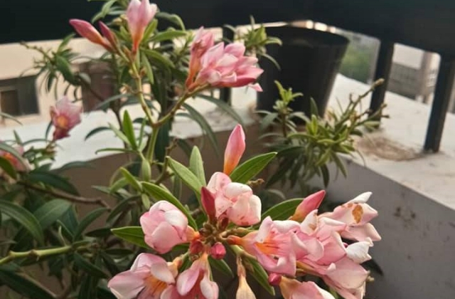 Container Gardening