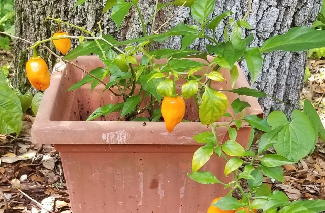 Container Gardening