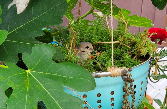 Container Gardening