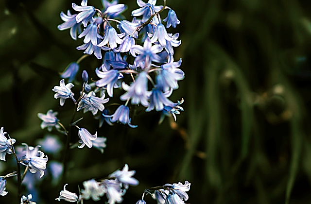 Bluebells