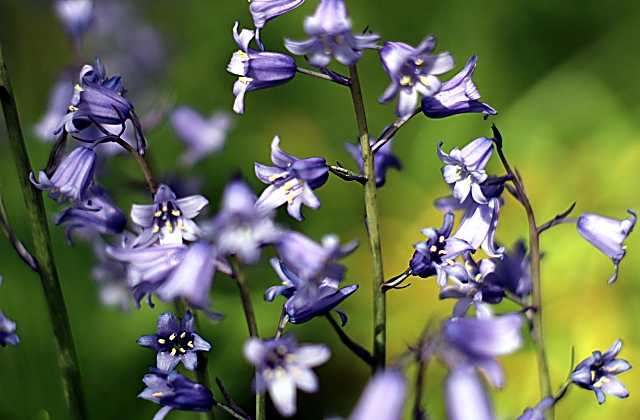 Flower Garden