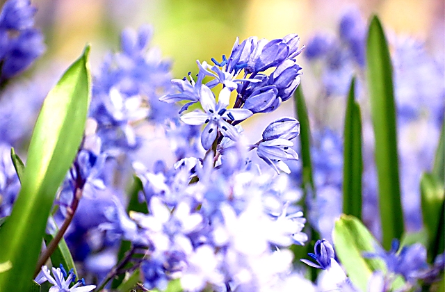 Bluebells