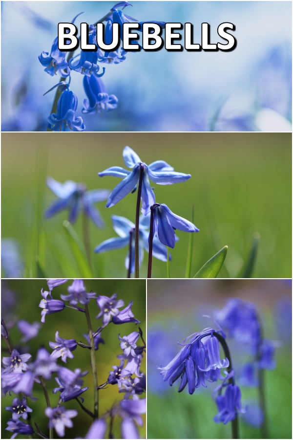 Bluebells