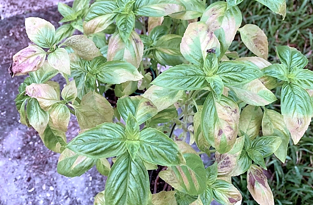 Herb Gardening