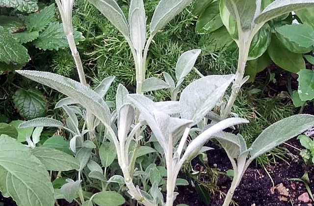 Herb Gardening