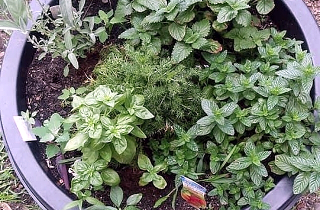 Herb Gardening