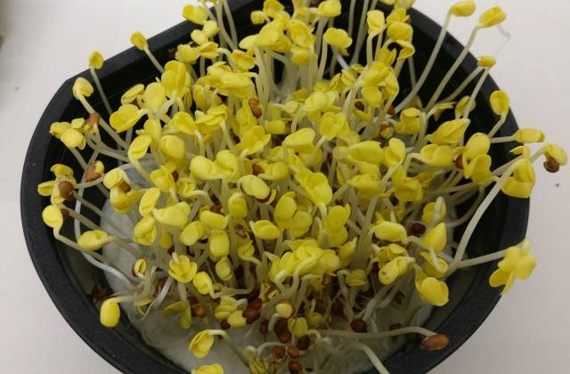 Indoor Microgreens