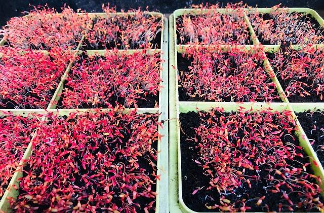 Indoor Microgreens