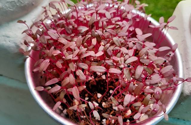 Indoor Microgreens