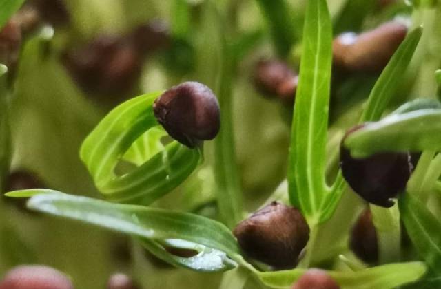 Indoor Microgreens