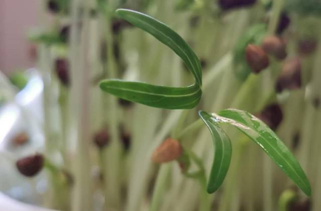 Indoor Microgreens