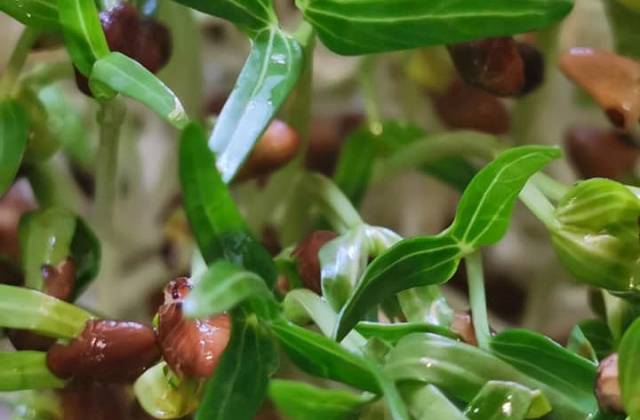 Indoor Microgreens