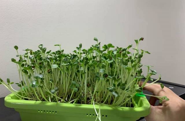 Indoor Microgreens