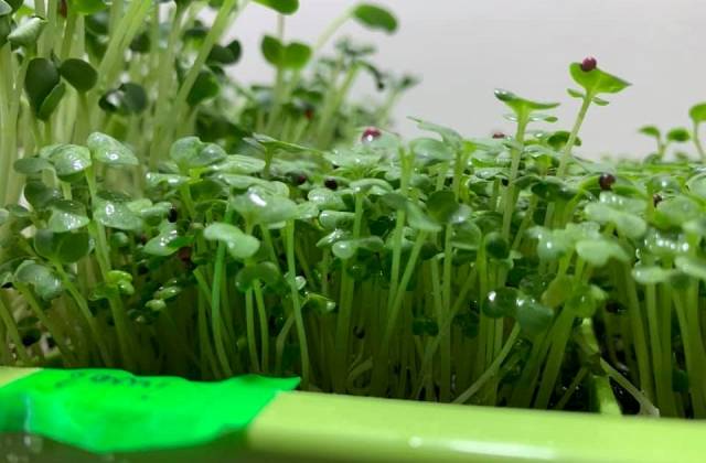 Indoor Microgreens