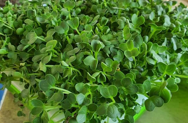 Indoor Microgreens