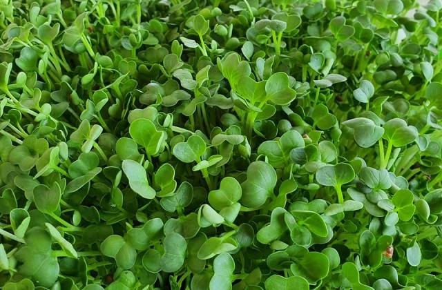 Indoor Microgreens