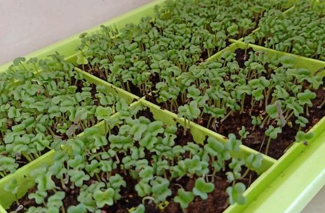 Indoor Microgreens