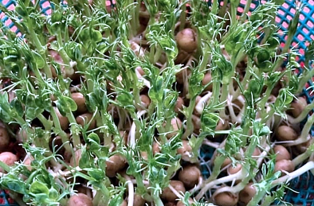 Indoor Microgreens