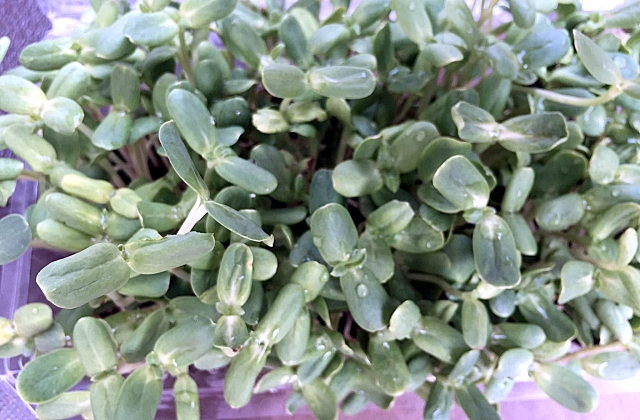 Indoor Microgreens