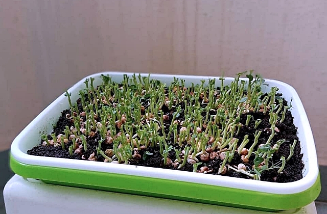 Indoor Microgreens