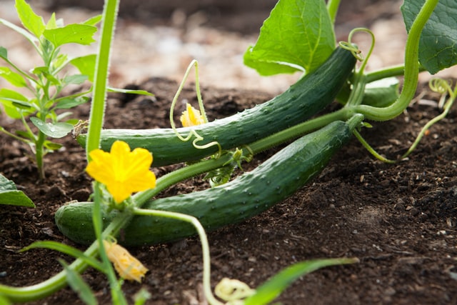 vegetable gardening