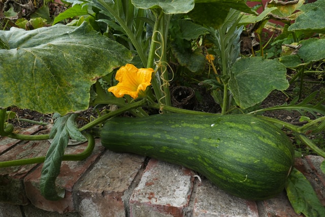 vegetable gardening