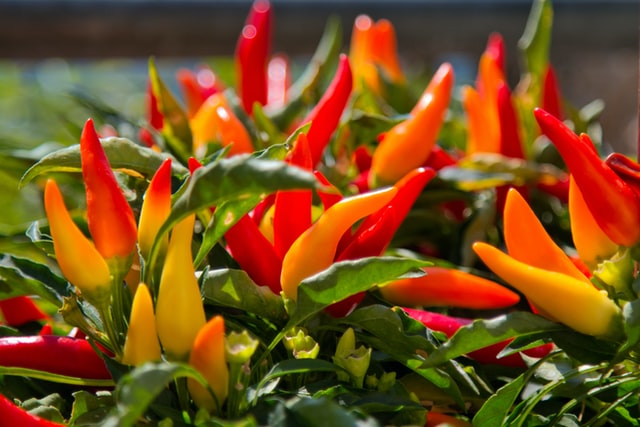 vegetable gardening