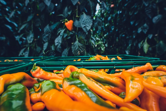 vegetable gardening