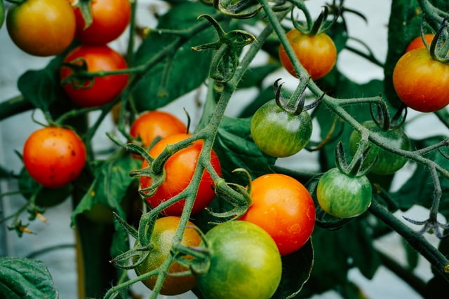 vegetable gardening