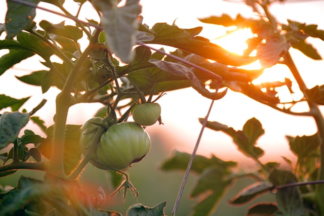 vegetable gardening