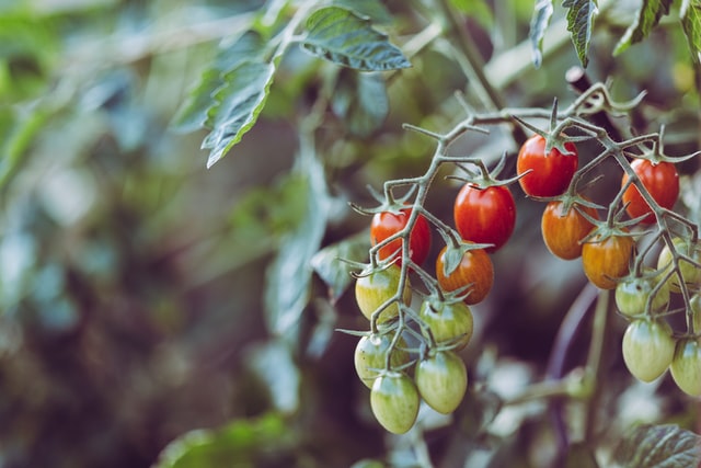 vegetable gardening