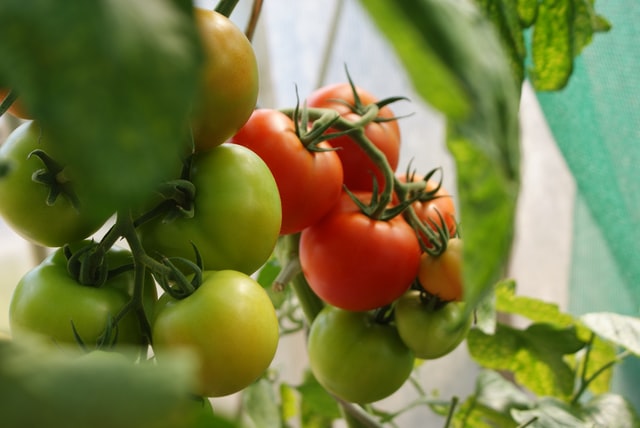 vegetable gardening