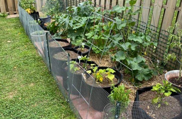 vegetable gardening