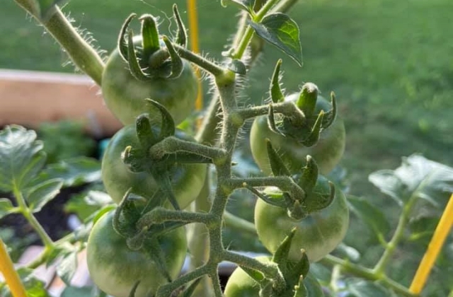 vegetable gardening