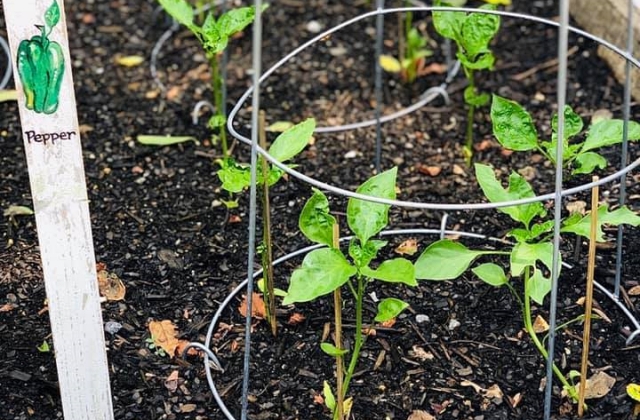 vegetable gardening