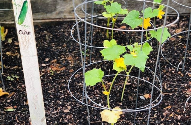 vegetable gardening