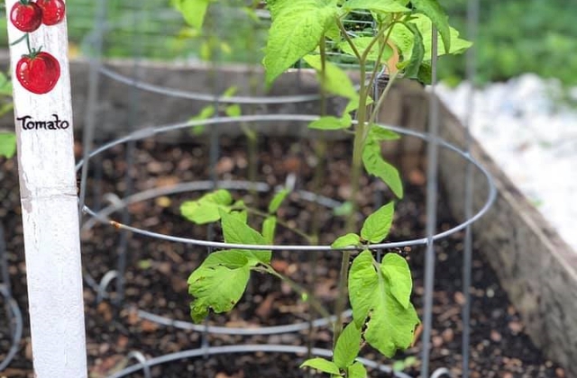 vegetable gardening