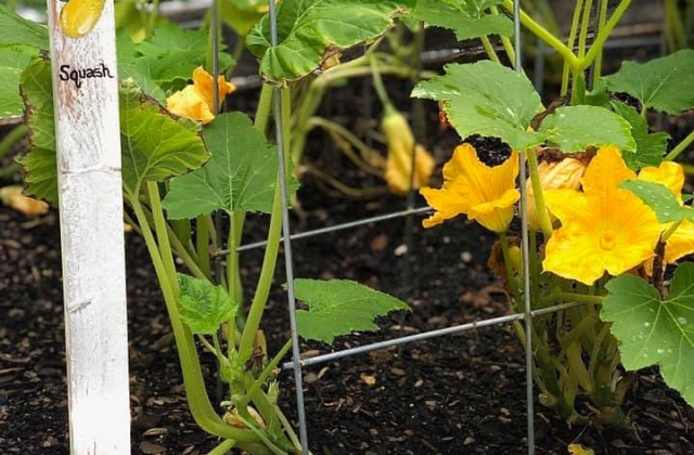 vegetable gardening