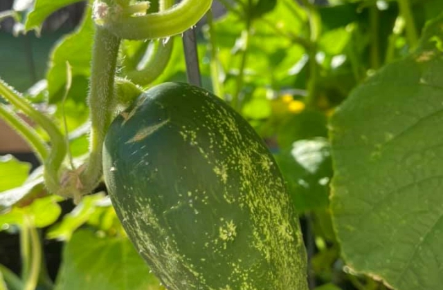 vegetable gardening