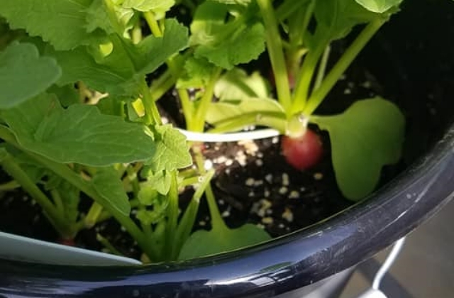 vegetable gardening