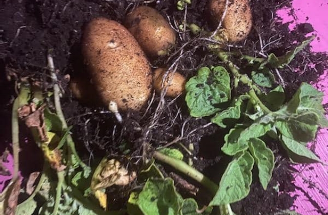 vegetable gardening