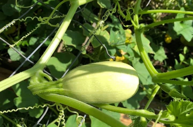 vegetable gardening