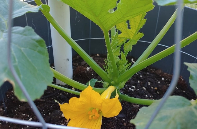 vegetable gardening