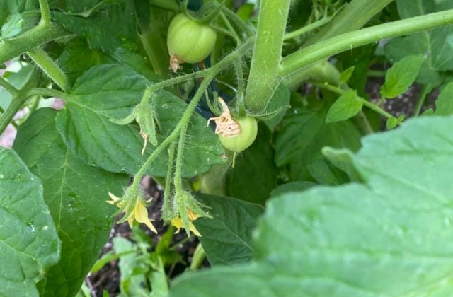 vegetable gardening