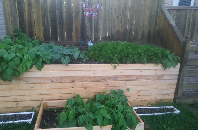 vegetable gardening