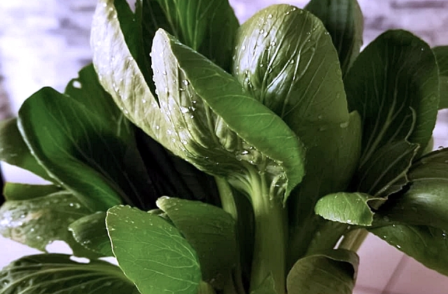 vegetable gardening