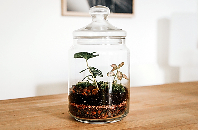 Terrarium