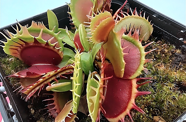 Carnivorous Plants